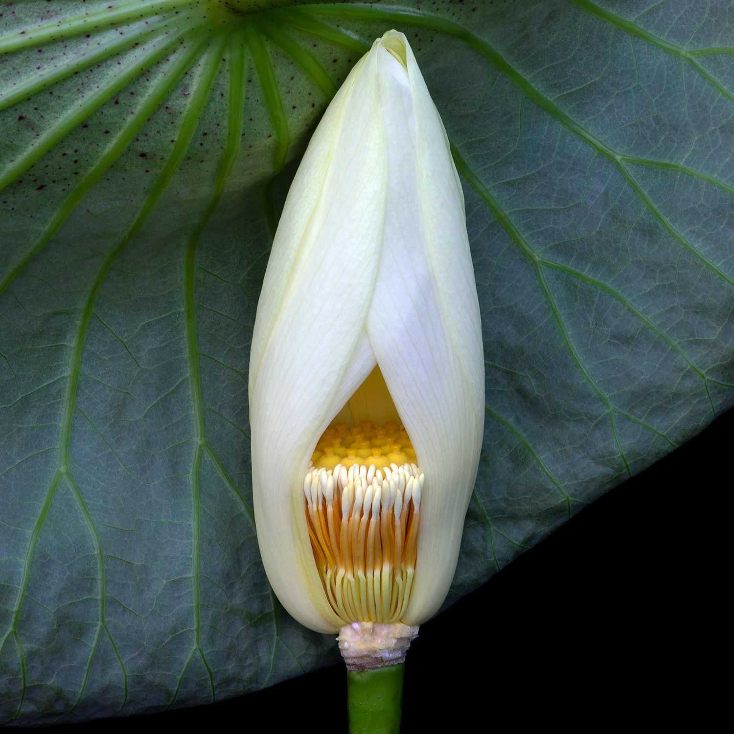 Lotus 3746