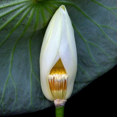 Lotus 3746 Lotus 3746