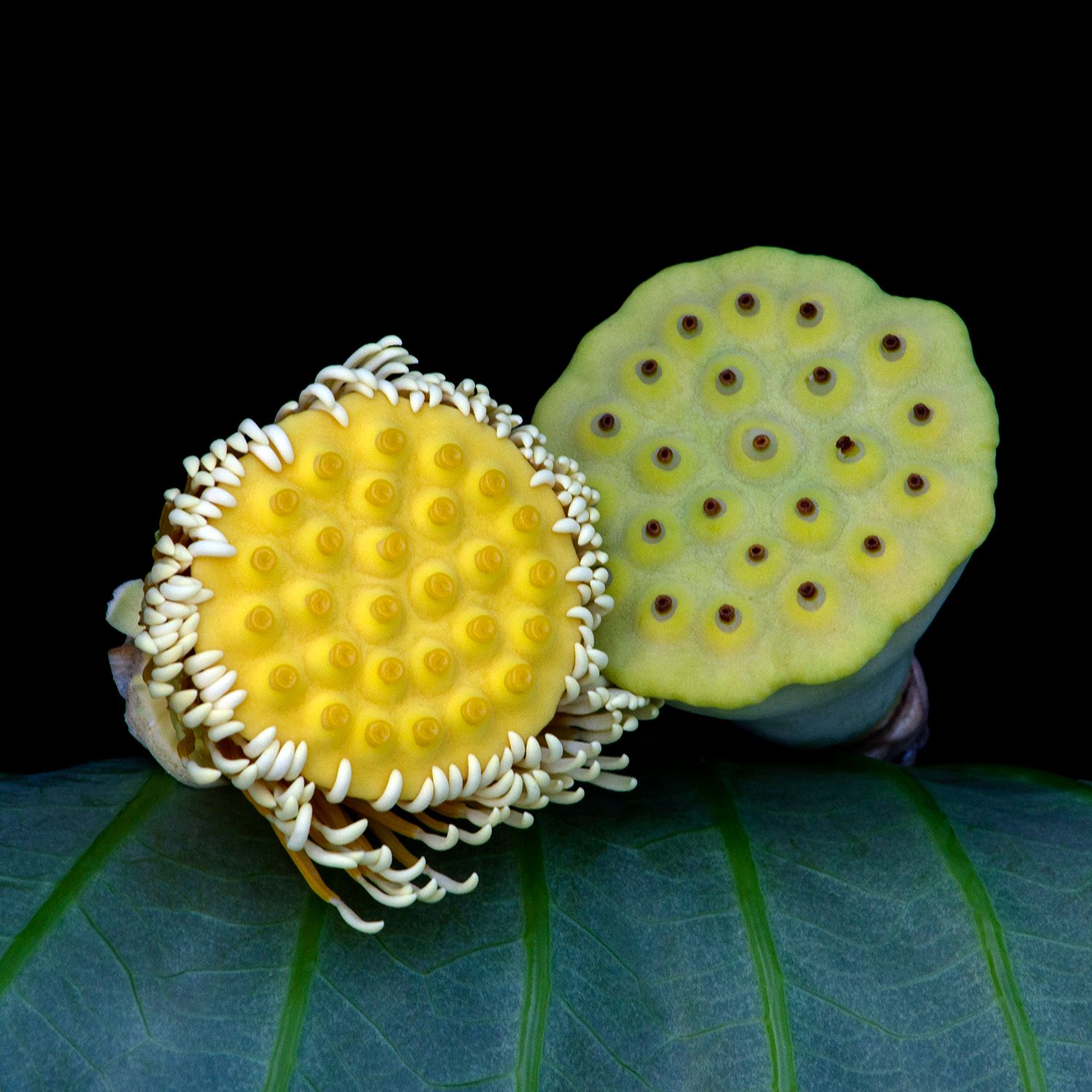 Lotus 3759 Lotus 3759
