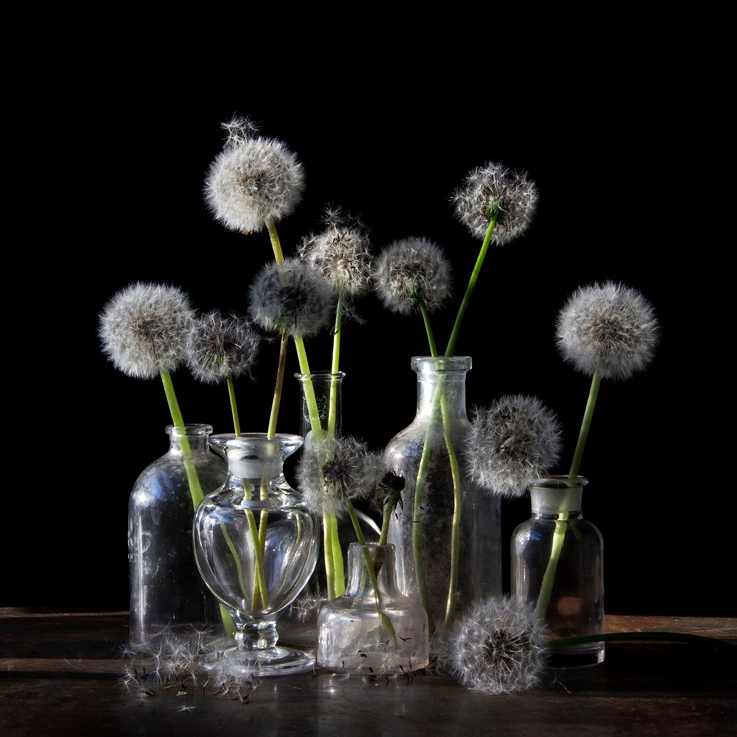 Vanitas with Dandelions 1660 Vanitas with Dandelions 1660