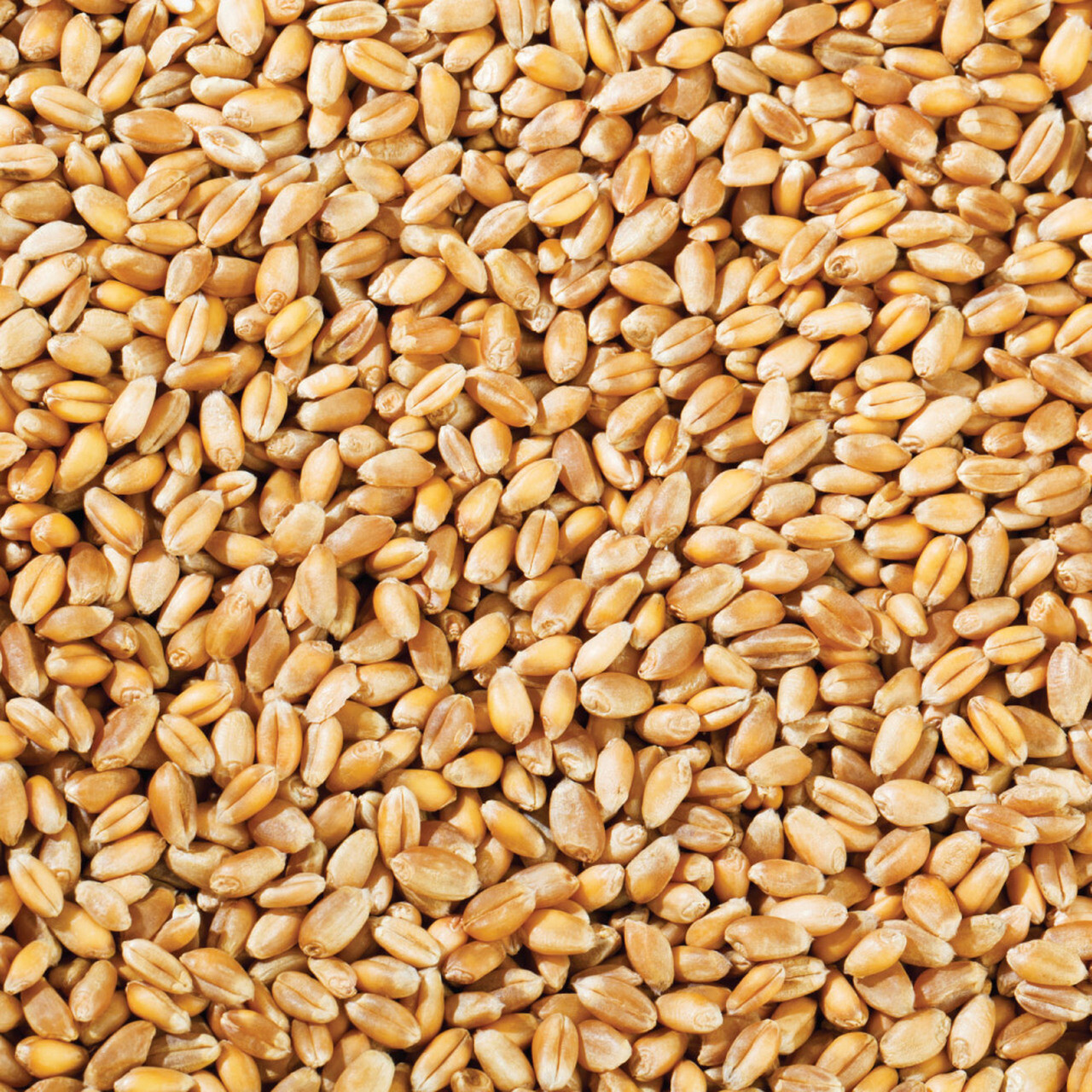 AMMAS GROCERY EXPERTS WHEAT 1 KG