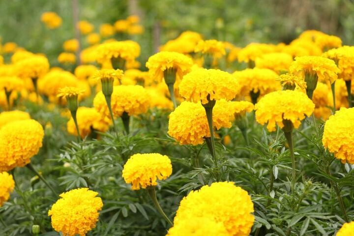 MARIGOLD FLOWERS(YELLOW) 250 GMS