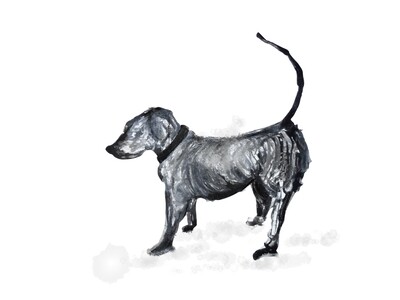 My little dog Wigs - Archive PRINT