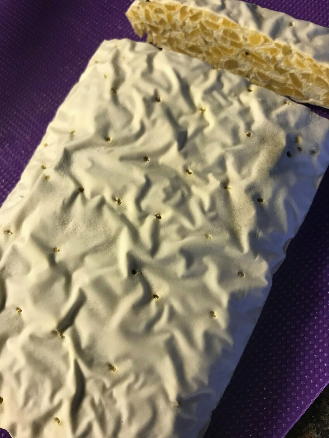 Tempeh starter 70 grams