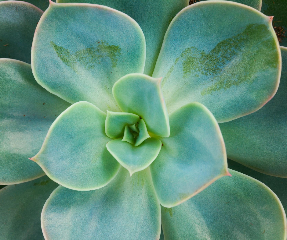 Echeveria