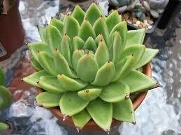 Echeveria
