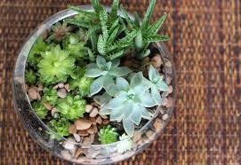 Succulents