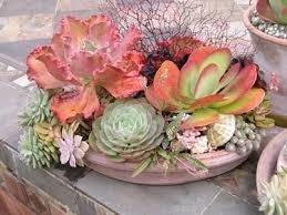 Succulents