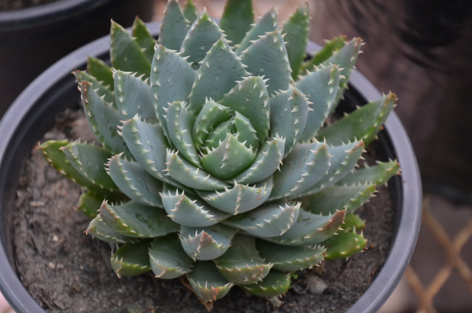 Aloe Brevifolia