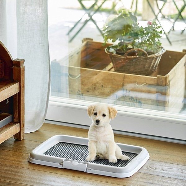Puppy Training