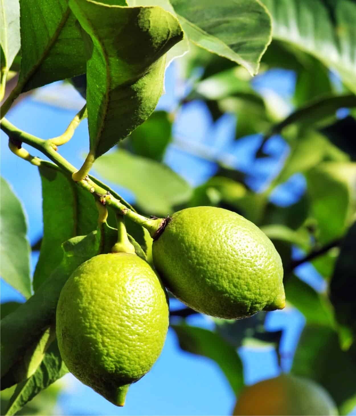 Linfa terriccio per limoni 10Litri