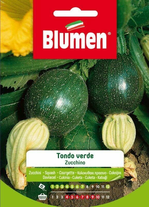 Blumen Zucchino Tondo Verde