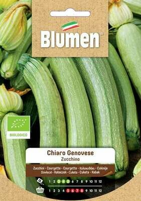 Blumen Zucchino Genovese Chiaro