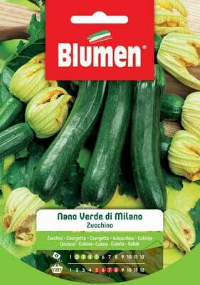 Blumen Zucchino Verde di Milano