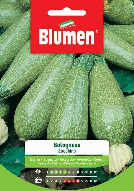 Blumen Zucchino Bolognese