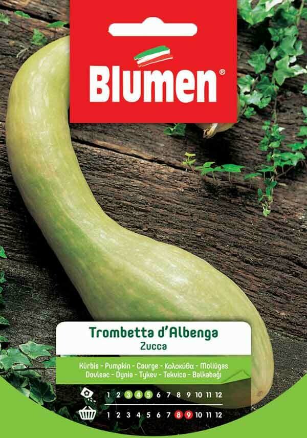 Blumen Zucca Trombetta d'albenga