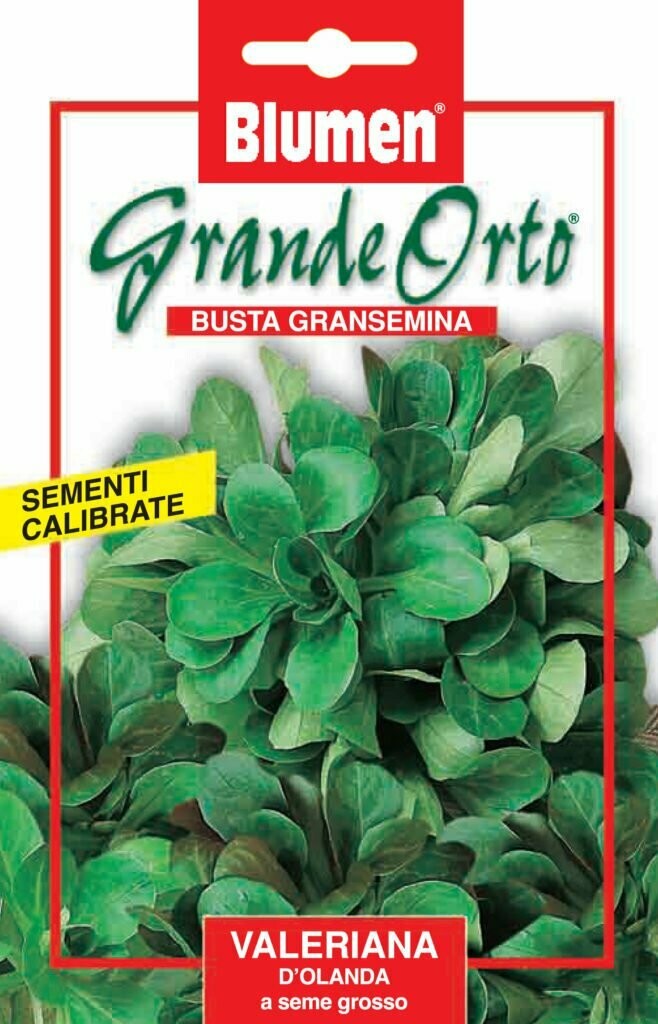 Blumen Valeriana d'olanda  a seme grosso