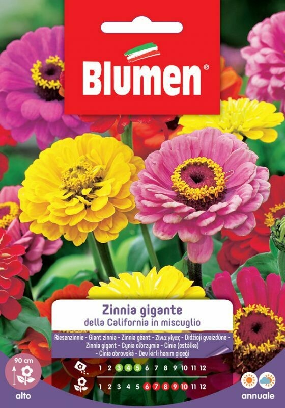 Blumen Zinnia Gigante