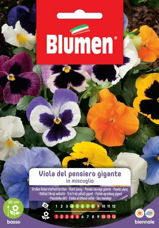 Blumen Viola di pensiero Gigante