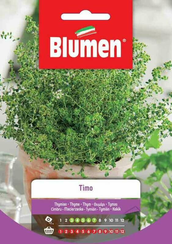 Blumen Timo