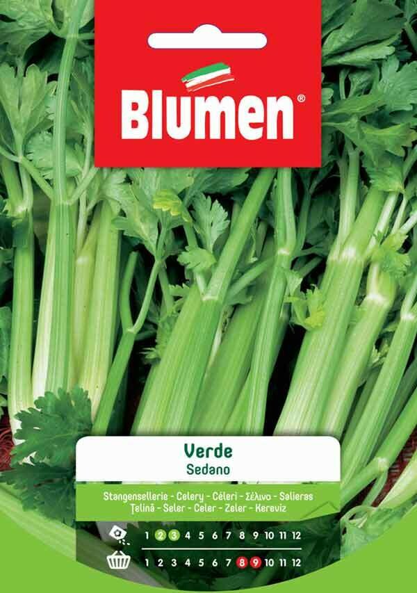 Blumen Sedano Verde