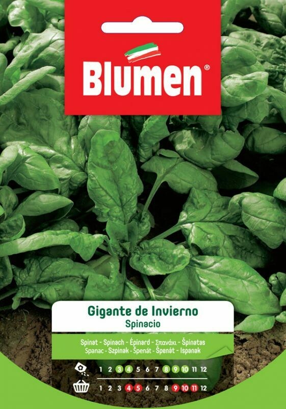 Blumen Spinacio gigante d'inverno