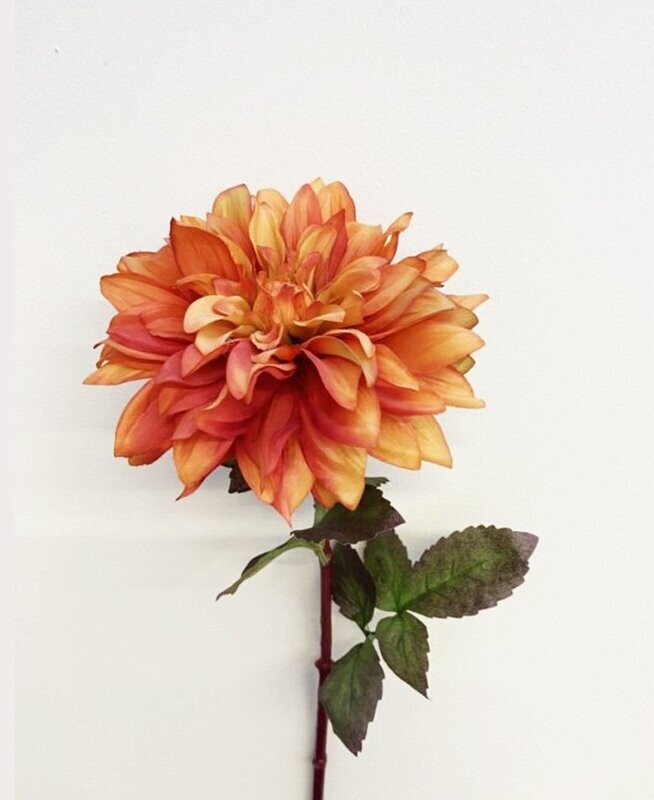 Dalia