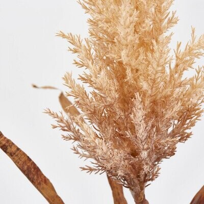 Canna palustre dry