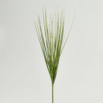 Festuca