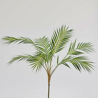 Palma Areca cespuglio