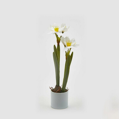 Narciso "Real" con vaso