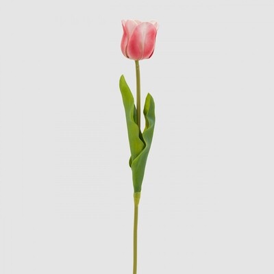 Tulipano "Glorious" rosa