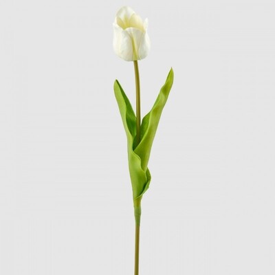 Tulipano "Glorious" avorio