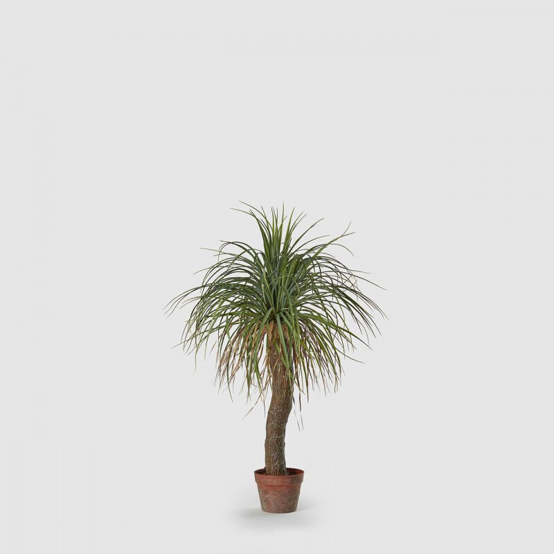 Beaucarnea con vaso Beaucarnea con vaso