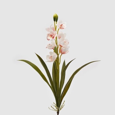 Orchidea Cymb **DEALS** Orchidea Cymb **DEALS**