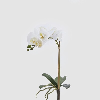 Orchidea "Real"