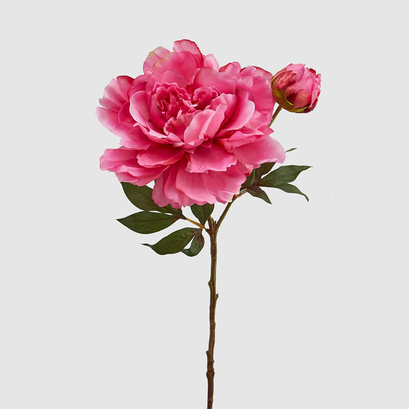 Peonia ramo Peonia ramo