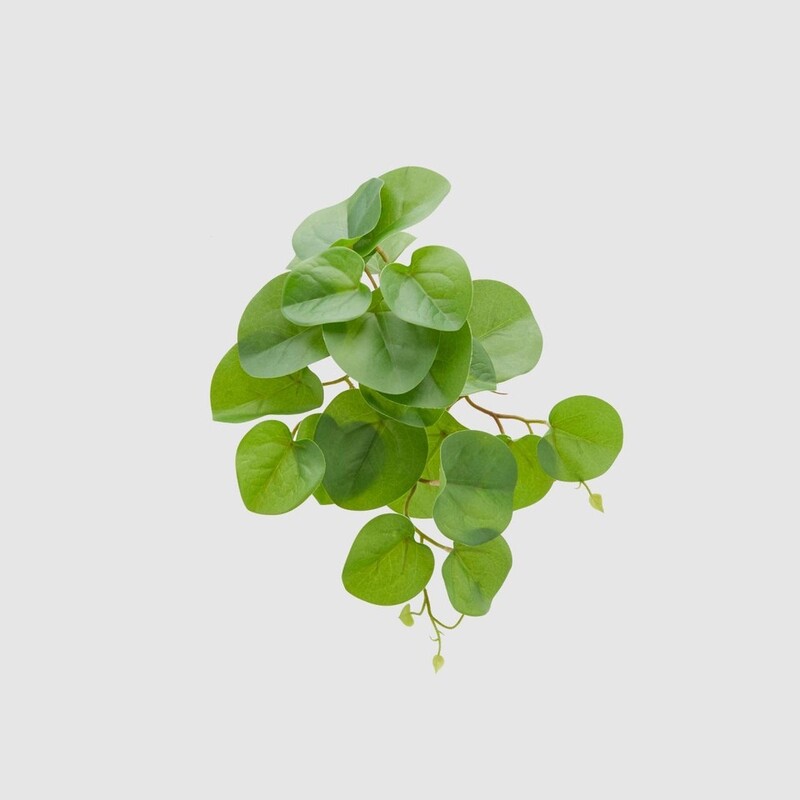 Pilea peperomioides "Chic"