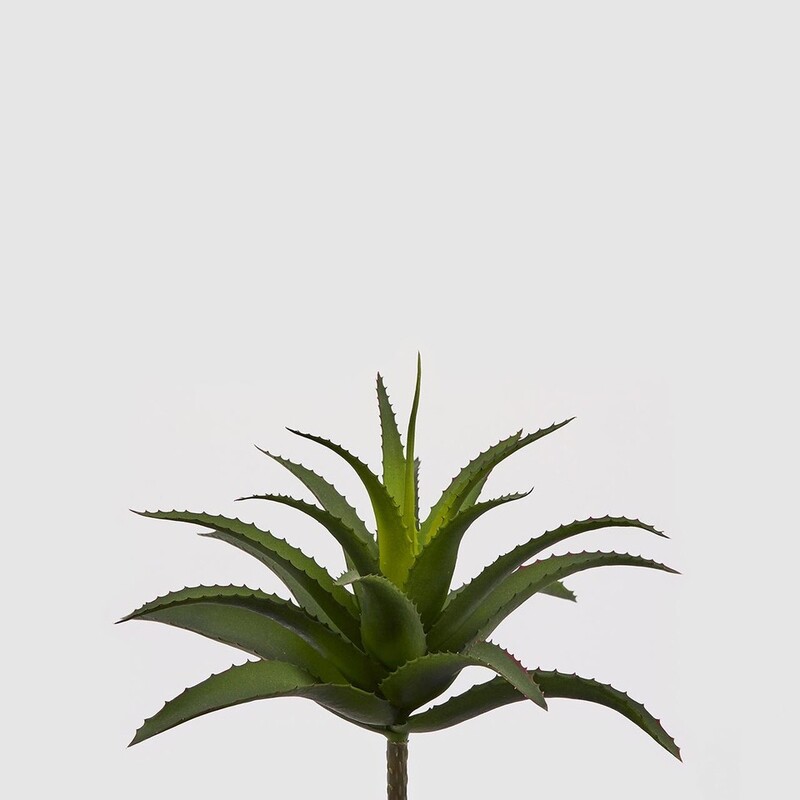 Agave "West"