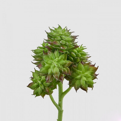 Sempervivum "Eden" h.20cm