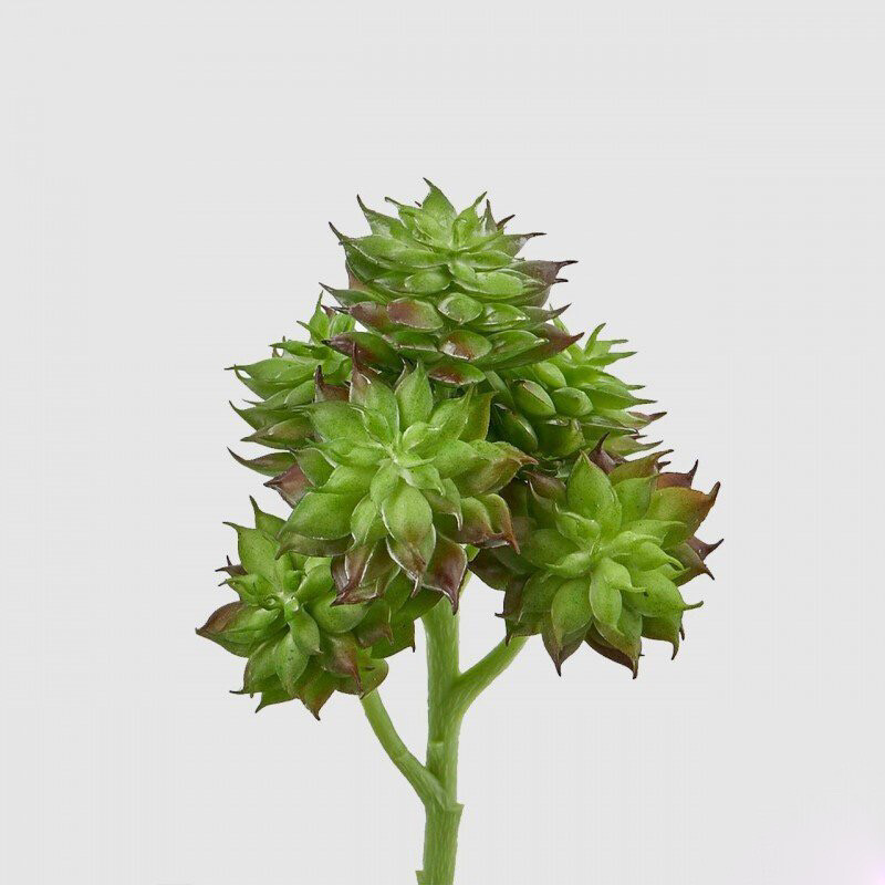 Sempervivum "Eden" h.20cm