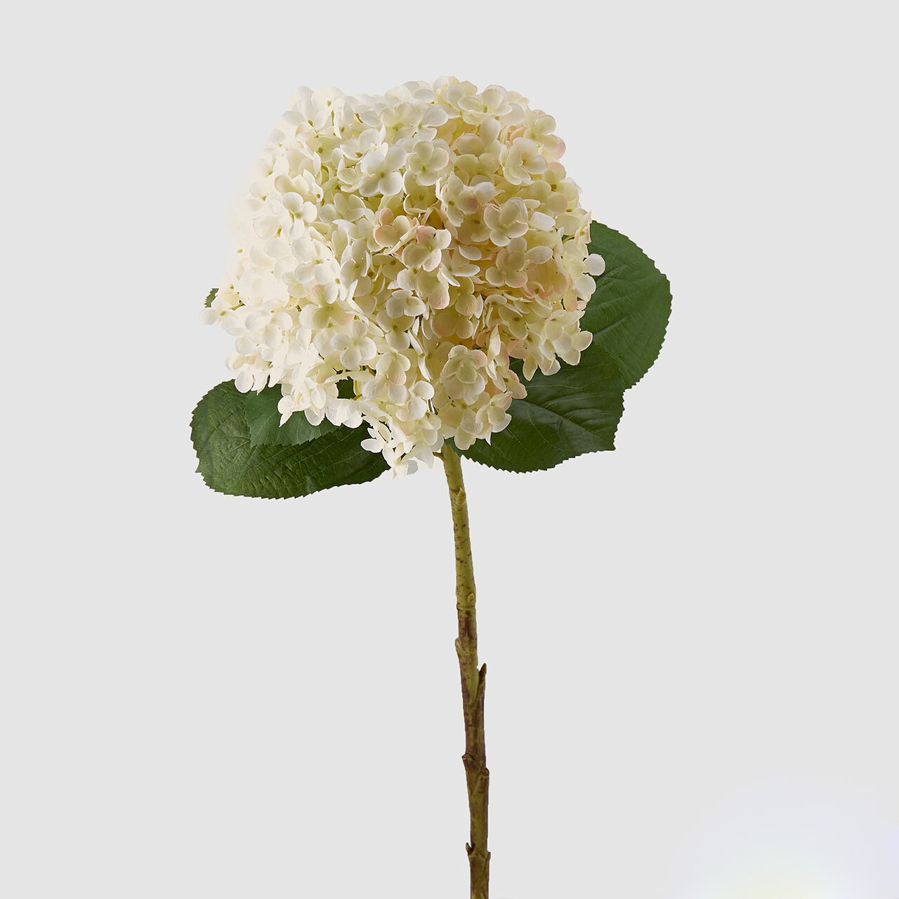 Ortensia "Giant"