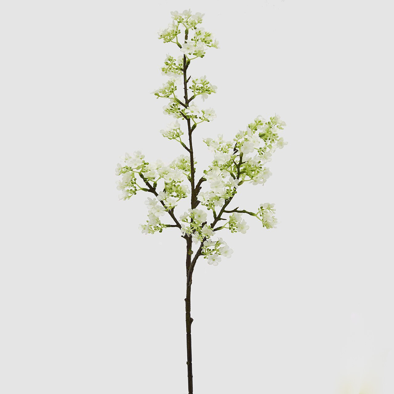 Prunus "Chic"