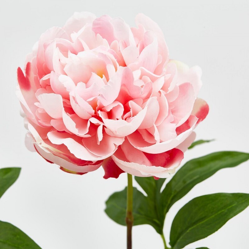 Peonia olis rosa