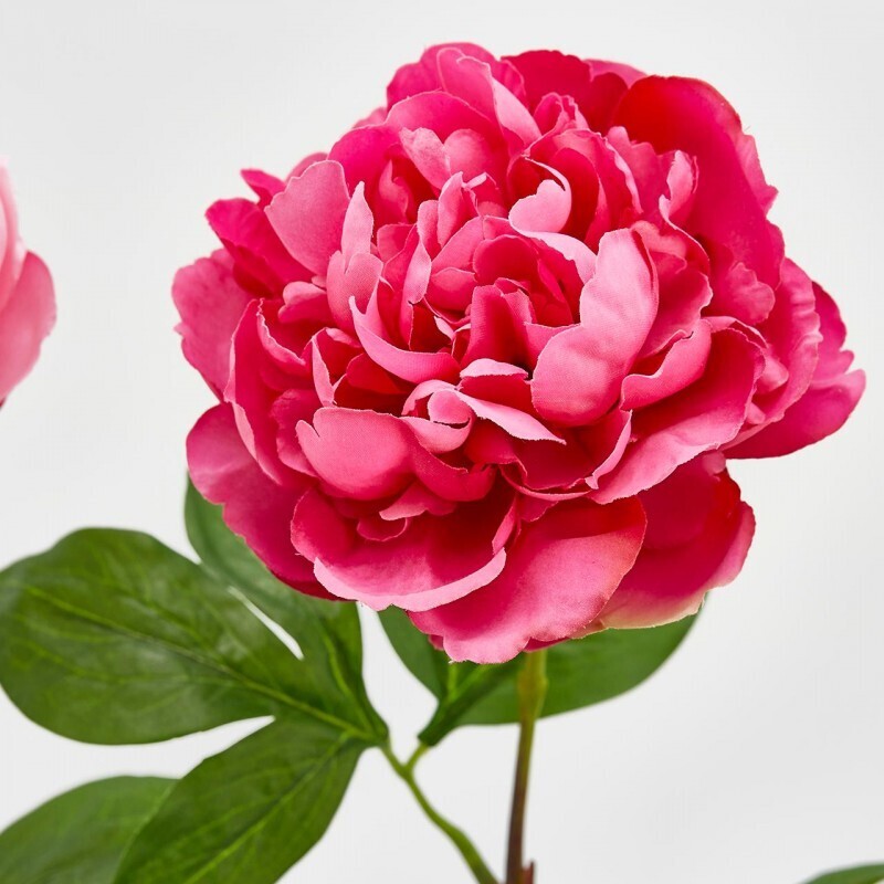 Peonia olis fuxia