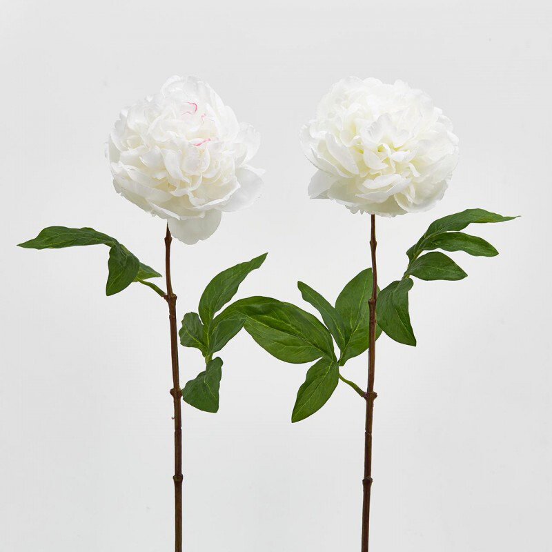Peonia olis