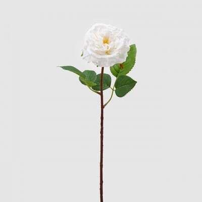 Rosa alma olis bianca