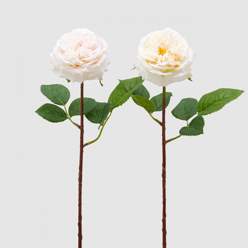 Rosa alma olis bianca