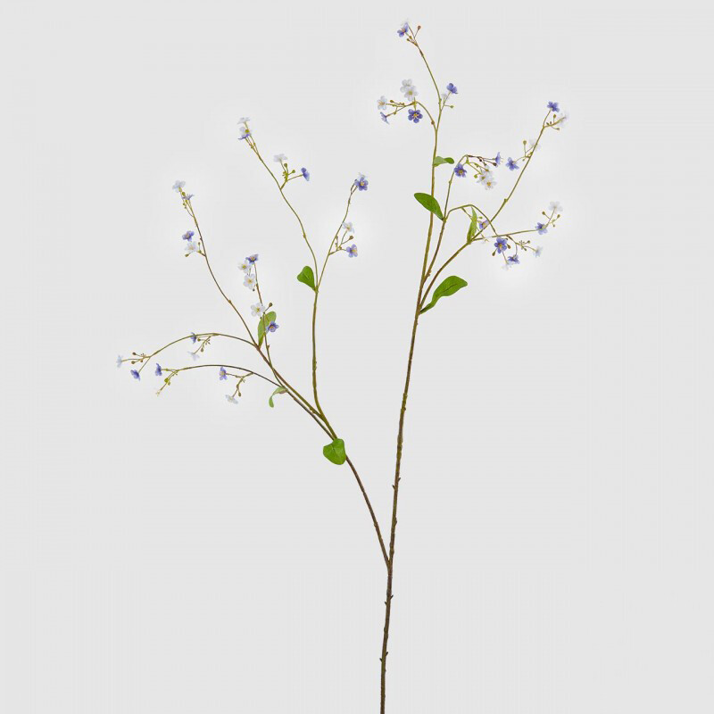 Gypsophila rex
