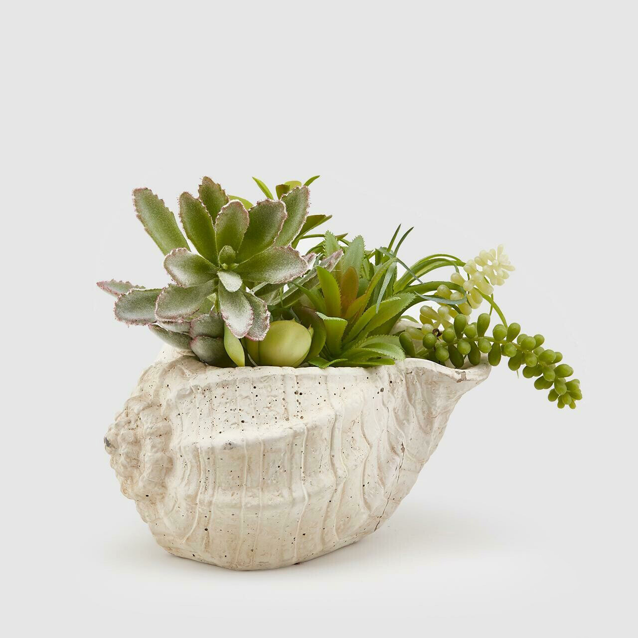 Conchiglia con succulent